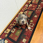 Susie joined the competition — help win amazing prizes! puppy, dog, indoor, carpet, patterned_rug, floor, wood_floor, curious, blue_eyes, pet, young_dog, sitting, looking_up, animal, domestic_animal, cute, fur, ears, collar, home