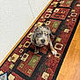 puppy, dog, indoor, carpet, patterned_rug, floor, wood_floor, curious, blue_eyes, pet, young_dog, sitting, looking_up, animal, domestic_animal, cute, fur, ears, collar, home