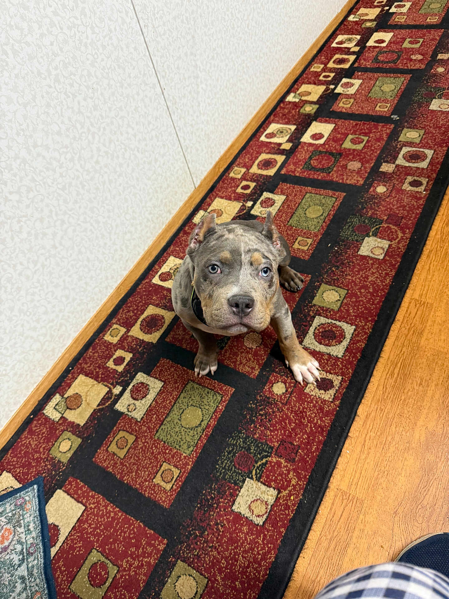 Susie joined the competition — help win amazing prizes! puppy, dog, indoor, carpet, patterned_rug, floor, wood_floor, curious, blue_eyes, pet, young_dog, sitting, looking_up, animal, domestic_animal, cute, fur, ears, collar, home