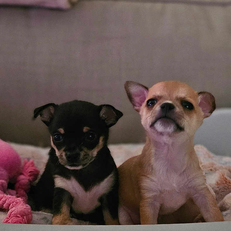 Nugget Sunday a rejoint le concours — aidez-le/la à gagner de superbes lots ! animal, black_and_tan, blanket, chihuahua, companions, cozy, curious, cute, dog, ears, fur, indoor, light_brown, pet_bed, plush_toy, puppies, sitting, small_dog, toy, young