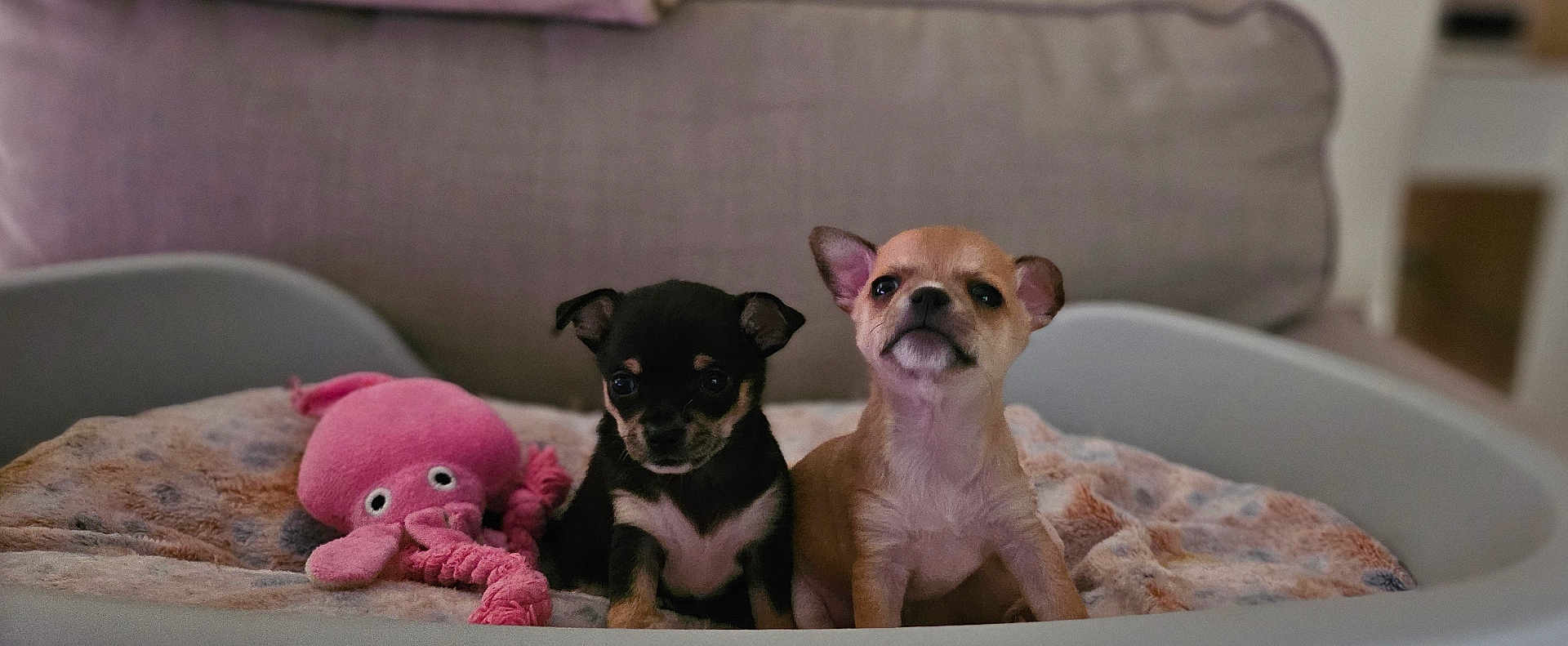 Nugget Sunday a rejoint le concours — aidez-le/la à gagner de superbes lots ! puppies, dog, pet_bed, blanket, toy, plush_toy, indoor, cute, small_dog, chihuahua, black_and_tan, light_brown, animal, young, companions, cozy, fur, ears, sitting, curious