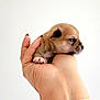 Nugget Sunday participe au concours pour gagner de l'argent avec cette photo : puppy, dog, hand, tiny, cute, fur, animal, pet, white_background, wrist, bracelet, charm, fingers, nails, closeup, sleepy, small, adorable, cradled, soft