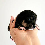 Nugget Sunday participe au concours pour gagner de l'argent avec cette photo : puppy, dog, hand, wrist, bracelet, airplane_charm, cute, small, animal, pet, fingernails, black_fur, tan_fur, closeup, portrait, young, domestic_animal, holding, background, soft_light