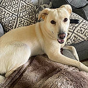 Londyn joined the competition — help win amazing prizes! dog, couch, pillow, blanket, indoor, pet, smiling, fur, canine, relaxed, home, cozy, comfort, living_room, animal, friendly, resting, brown, gray, white