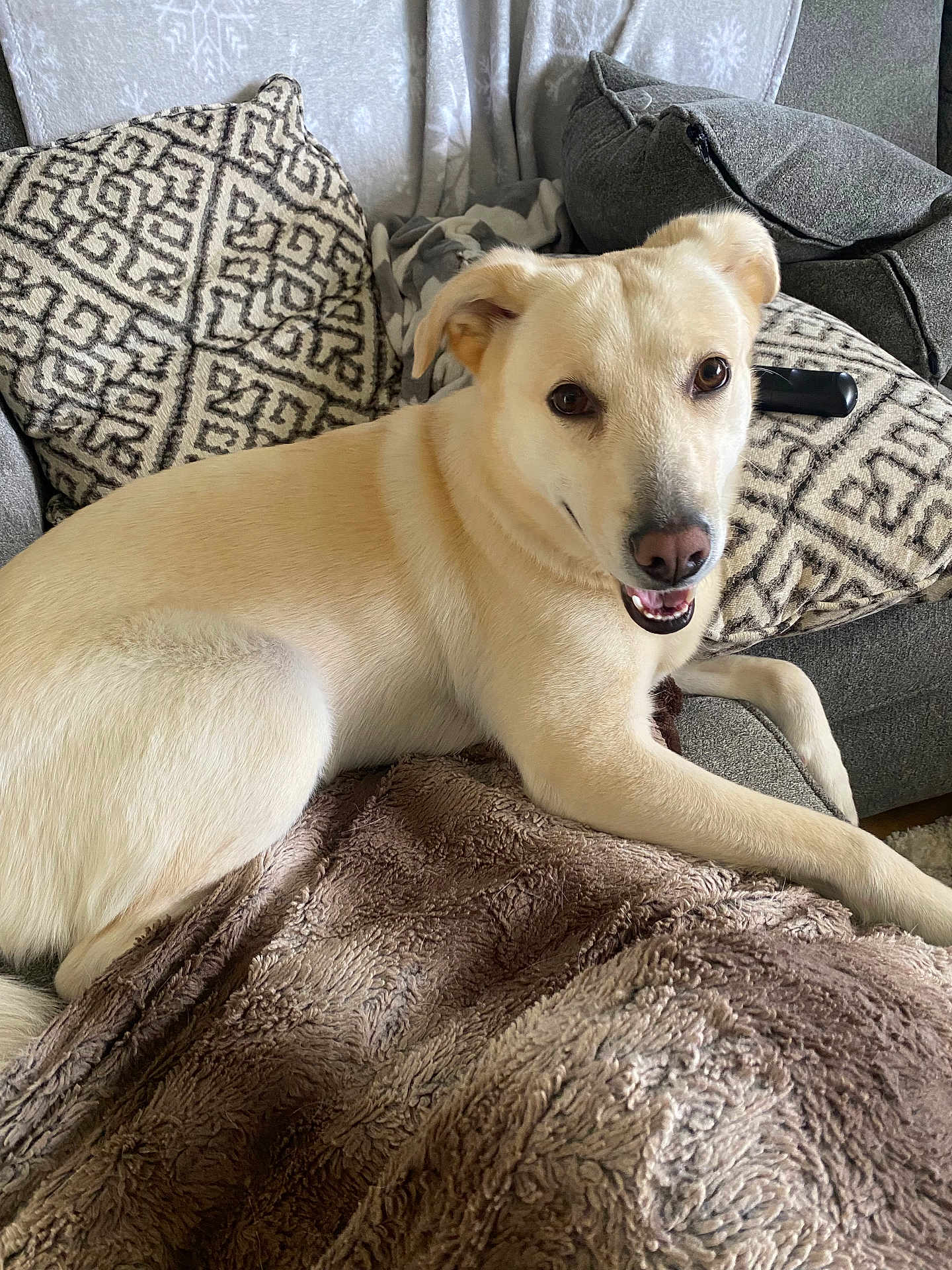 Londyn joined the competition — help win amazing prizes! dog, couch, pillow, blanket, indoor, pet, smiling, fur, canine, relaxed, home, cozy, comfort, living_room, animal, friendly, resting, brown, gray, white