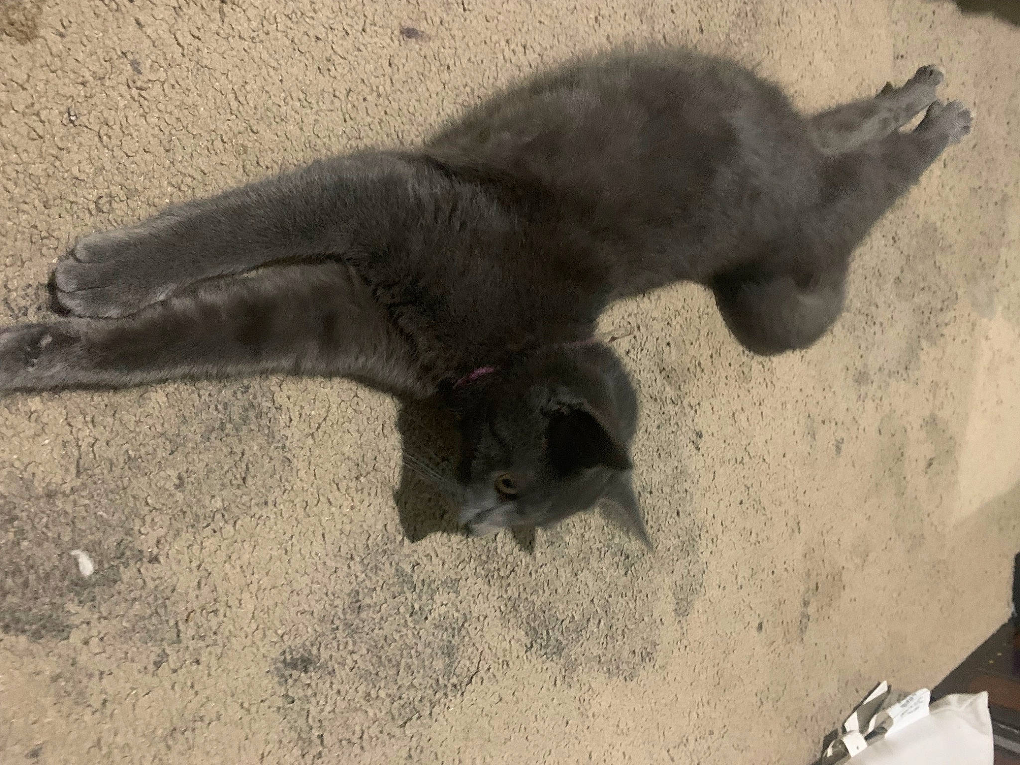 Jack joined the competition — help win amazing prizes! automotive_tire, carnivore, cat, claw, domestic_short_haired_cat, felidae, fur, landscape, paw, plant, sand, shadow, small_to_medium_sized_cats, snout, soil, tail, terrestrial_animal, wildlife