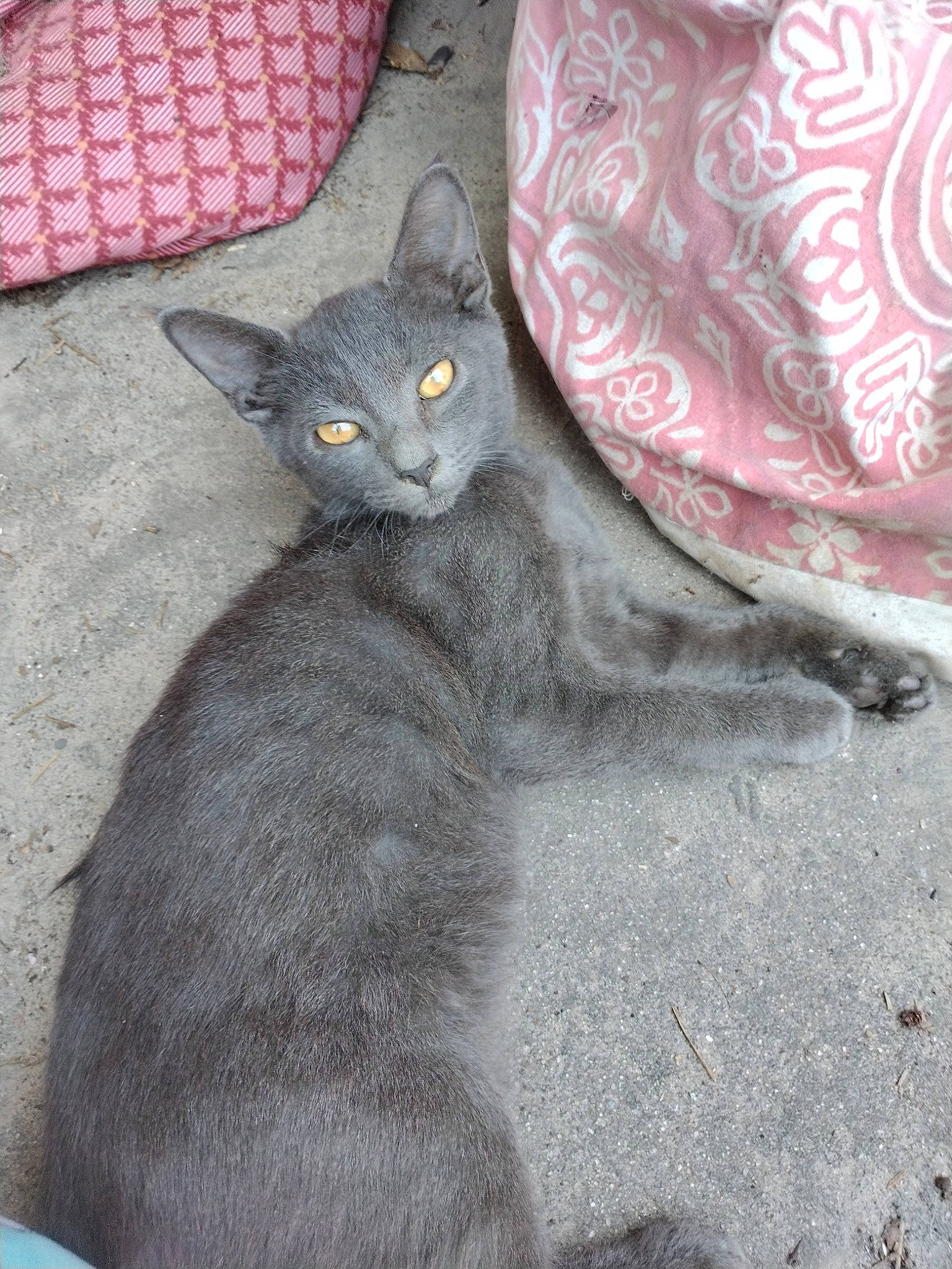 Jack is registered to the contest to win money with this photo: black_cat, carnivore, cat, claw, comfort, couch, domestic_short_haired_cat, felidae, fur, grey, paw, russian_blue, sitting, small_to_medium_sized_cats, snout, tail, whiskers, window