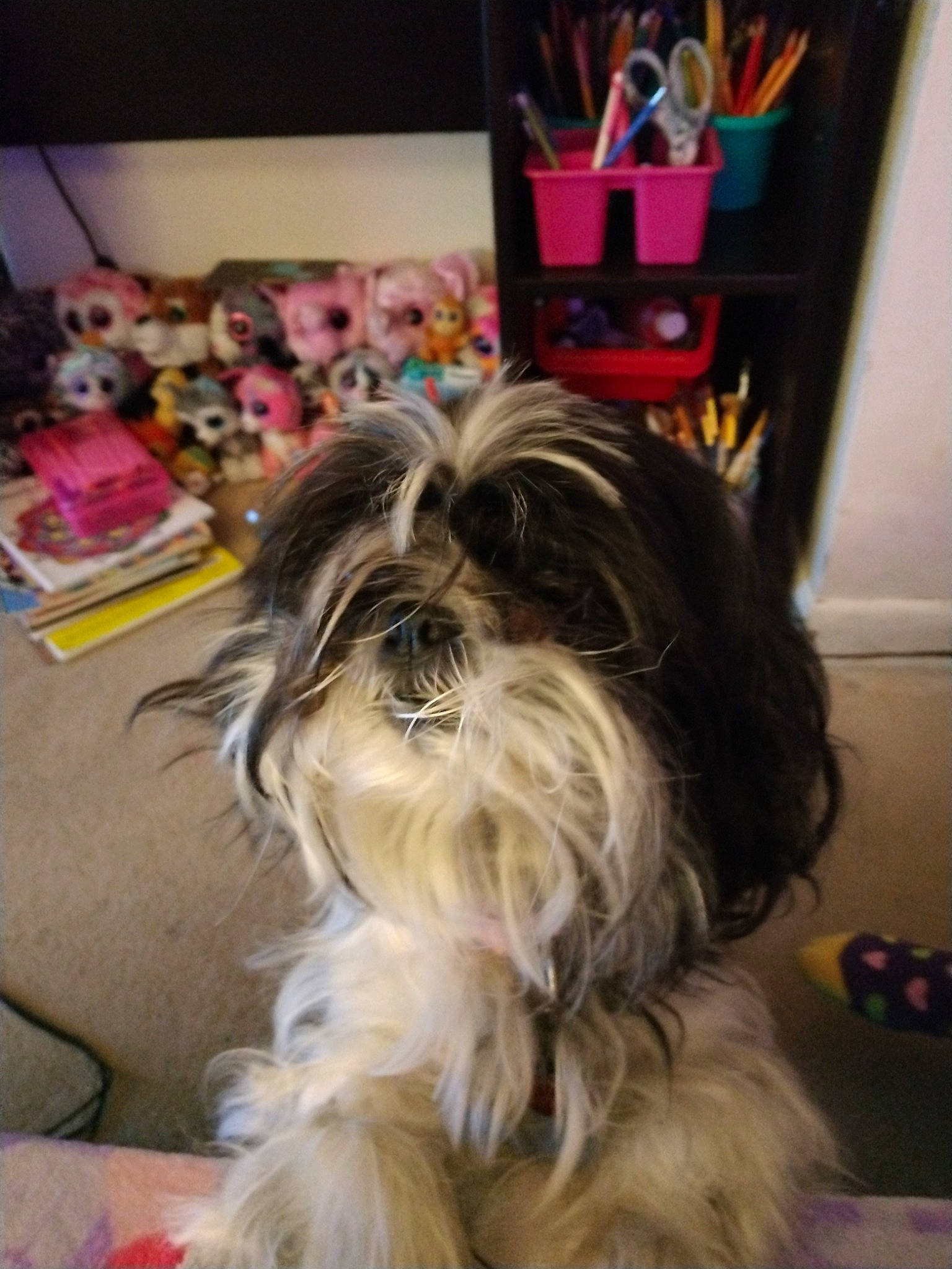 Nickola is registered to the contest to win money with this photo: biewer_terrier, canidae, carnivore, companion_dog, dog, dog_breed, dog_supply, flooring, fur, liver, maltepoo, non_sporting_group, shih_tzu, small_terrier, snout, sporting_group, terrier, toy_dog, working_animal, yorkipoo