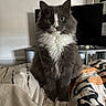 animal, bedspread, cat, closeup, cozy, curious, domestic, fluffy, fur, furniture, gray, green_eyes, home, indoor, pet, portrait, sitting, television, whiskers, white