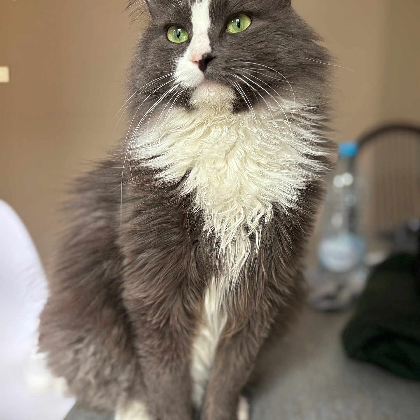Oogie participe au concours pour gagner de l'argent avec cette photo : cat, feline, green_eyes, fluffy, gray_fur, white_fur, whiskers, sitting, indoor, countertop, pet, domestic_animal, portrait, closeup, animal, soft_light, focused, fur, cute, calm