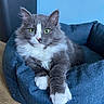 Oogie participe au concours pour gagner de l'argent avec cette photo : animal, blue_wall, cat, close_up, cozy, cute, domestic_cat, feline, fluffy, fur, green_eyes, grey_cat, indoor, pet_bed, portrait, relaxed, resting, whiskers, white_paws, wooden_floor