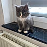Oogie a rejoint le concours — aidez-le/la à gagner de superbes lots ! animal, blue_eyes, cat, cozy, curious, domestic, fluffy, fur, gray_fur, indoor, kitten, paws, pet, radiator, sitting, whiskers, white_fur, window, windowsill, young