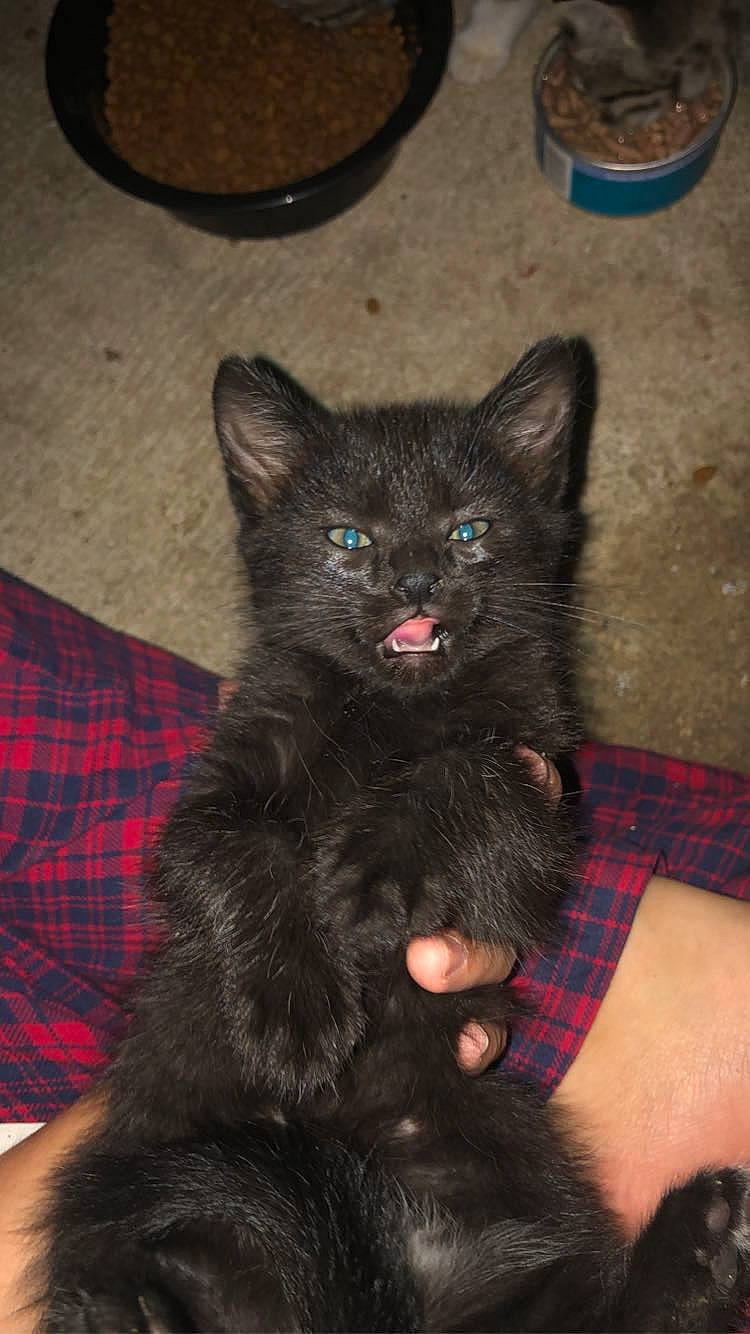 Bear Bear joined the competition — help win amazing prizes! black_cat, canidae, carnivore, cat, claw, comfort, companion_dog, dog_breed, domestic_short_haired_cat, felidae, fur, pattern, paw, plaid, small_to_medium_sized_cats, snout, tail, tartan, terrestrial_animal, whiskers