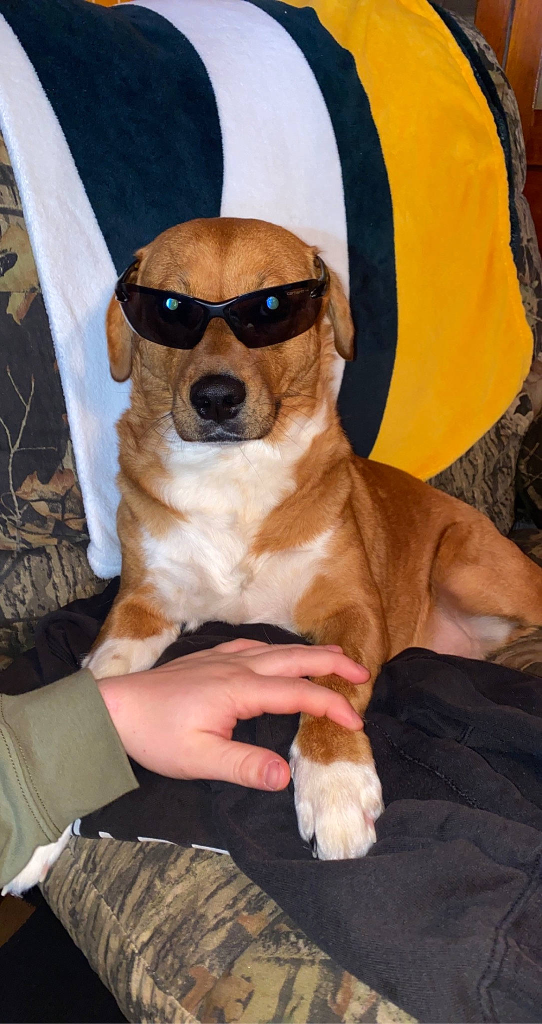 Daisy joined the competition — help win amazing prizes! canidae, carnivore, comfort, companion_dog, dog, dog_breed, dog_supply, eyewear, fawn, fur, glasses, goggles, seat_belt, snout, sporting_group, sunglasses, toy_dog, vision_care, whiskers, working_animal