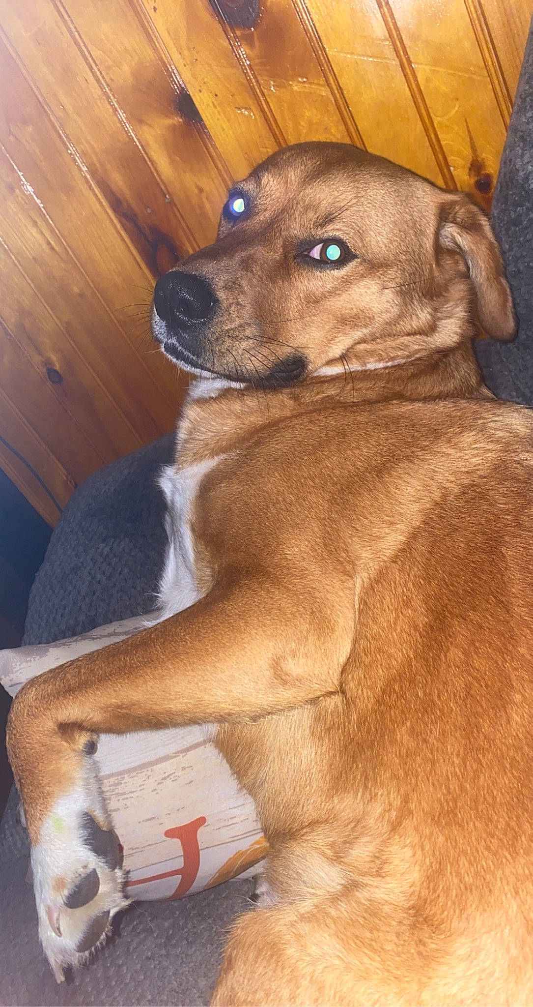 Daisy is registered to the contest to win money with this photo: canidae, carnivore, collar, companion_dog, dog, dog_breed, ear, fawn, fur, hardwood, hunting_dog, liver, pet_supply, snout, sporting_group, terrestrial_animal, whiskers, wood, working_animal, working_dog