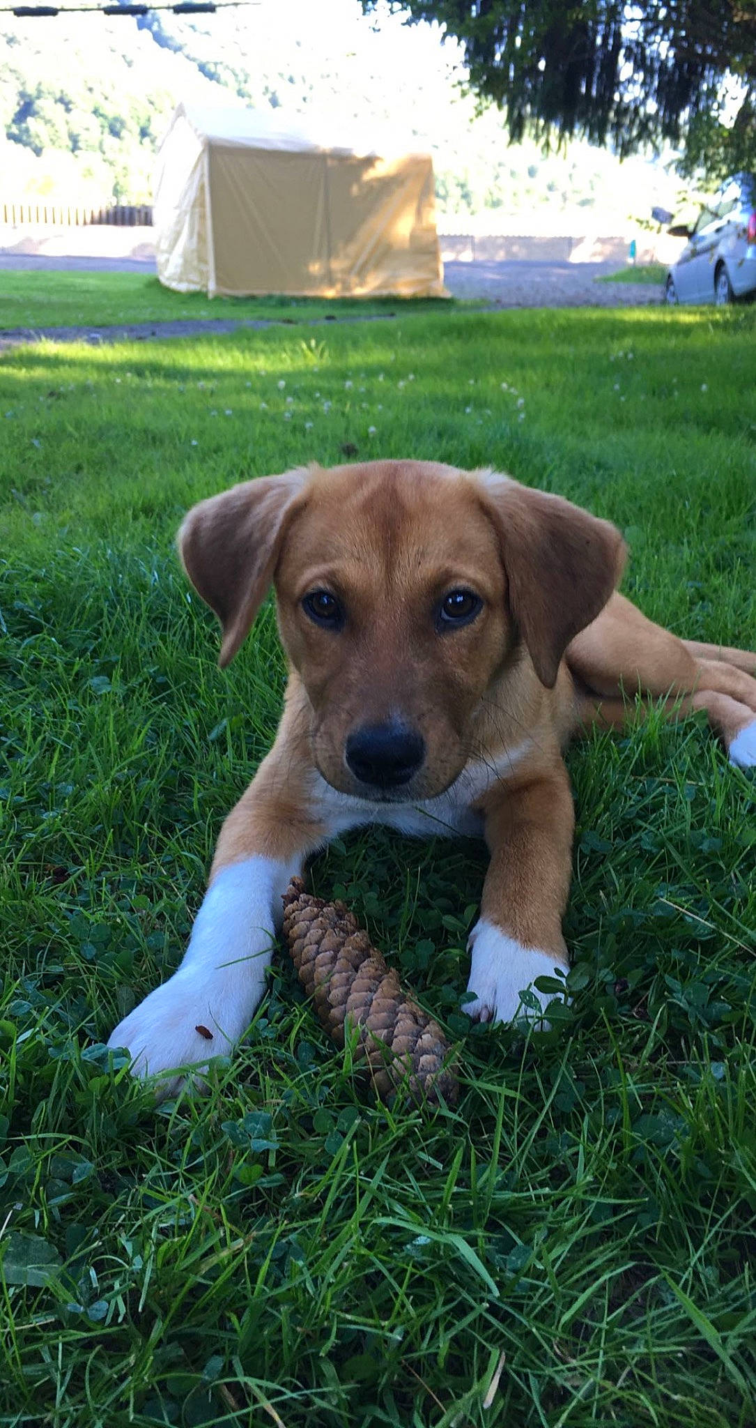 Daisy joined the competition — help win amazing prizes! canidae, carnivore, companion_dog, dog, dog_breed, fawn, grass, groundcover, hound, hunting_dog, lawn, plant, puppy, scent_hound, sporting_group, tail, working_animal, working_dog