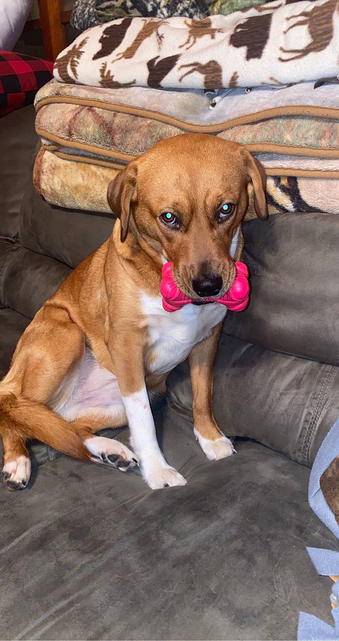 Daisy is registered to the contest to win money with this photo: canidae, carnivore, collar, comfort, companion_dog, dog, dog_breed, dog_collar, dog_supply, fawn, flooring, fur, hat, liver, paw, pet_supply, snout, sporting_group, working_animal, working_dog