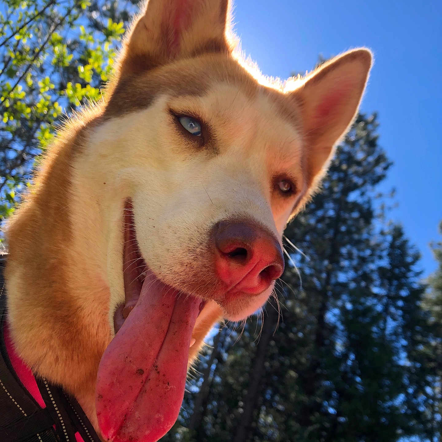 Ella Blue is registered to the contest to win money with this photo: animal, blue_eyes, canine, close_up, collar, daylight, dog, ears, forest, happy, husky, nature, nose, outdoor, pet, portrait, smiling, sunlight, tongue_out, trees