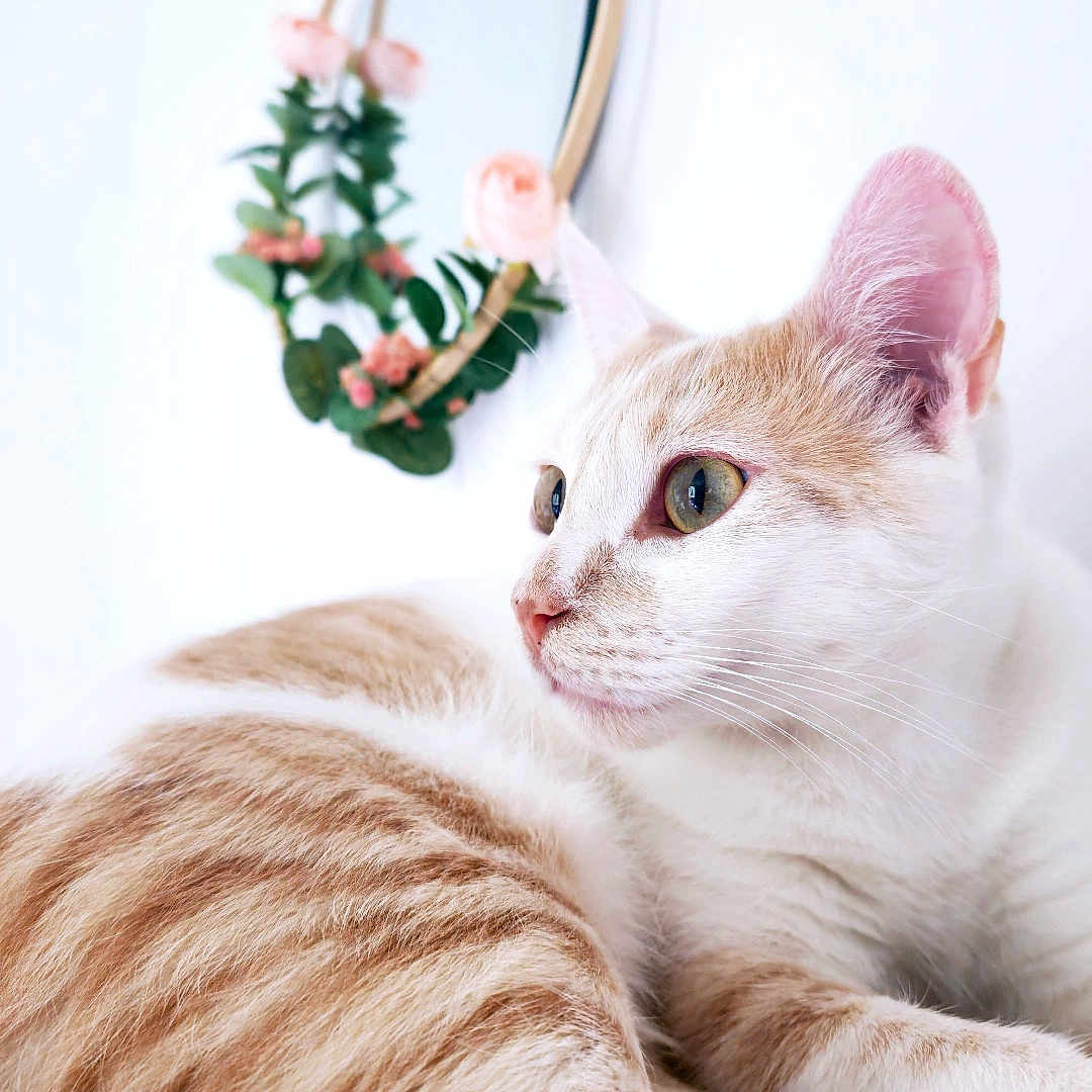 Simba