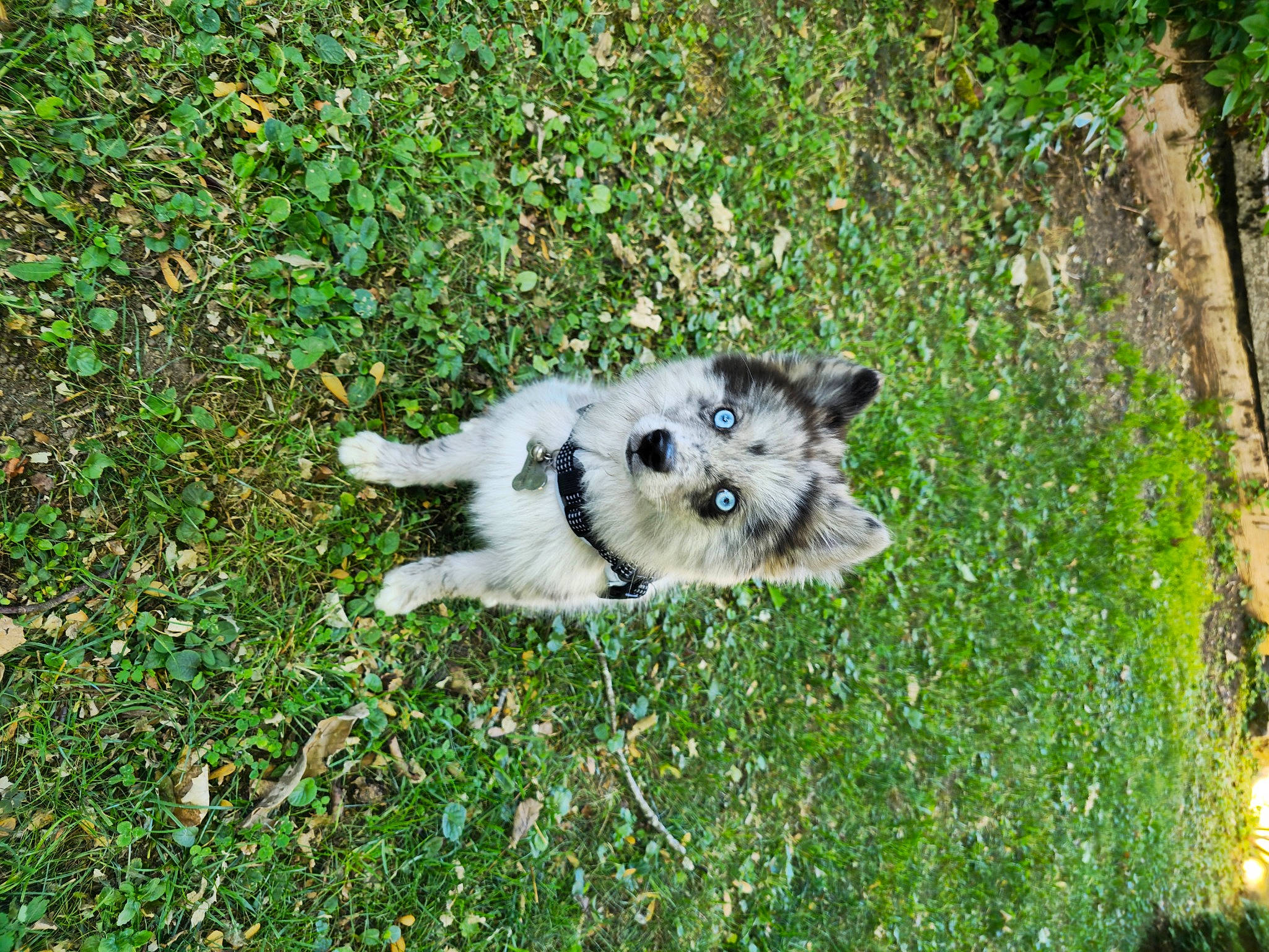 Ushkan participe au concours pour gagner de l'argent avec cette photo : canidae, canis, carnivore, companion_dog, dog, dog_breed, fur, grass, groundcover, herding_dog, lemur, plant, sled_dog, snout, terrestrial_animal, trunk, whiskers, wolf, working_animal, working_dog