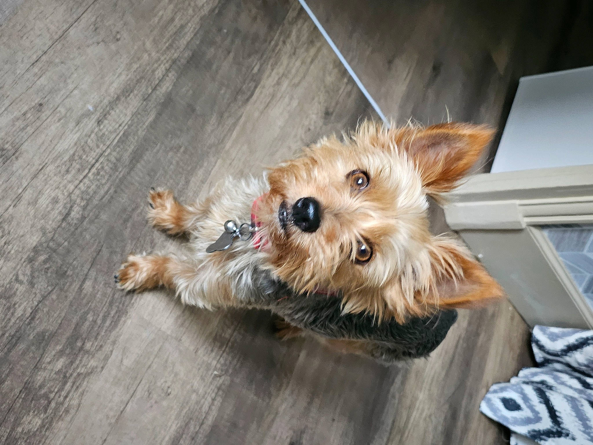 Owenn a rejoint le concours — aidez-le/la à gagner de superbes lots ! biewer_terrier, canidae, carnivore, companion_dog, dog, dog_breed, dog_supply, fawn, flooring, fur, hardwood, maltepoo, paw, small_terrier, snout, sporting_group, terrier, toy_dog, wood, working_animal