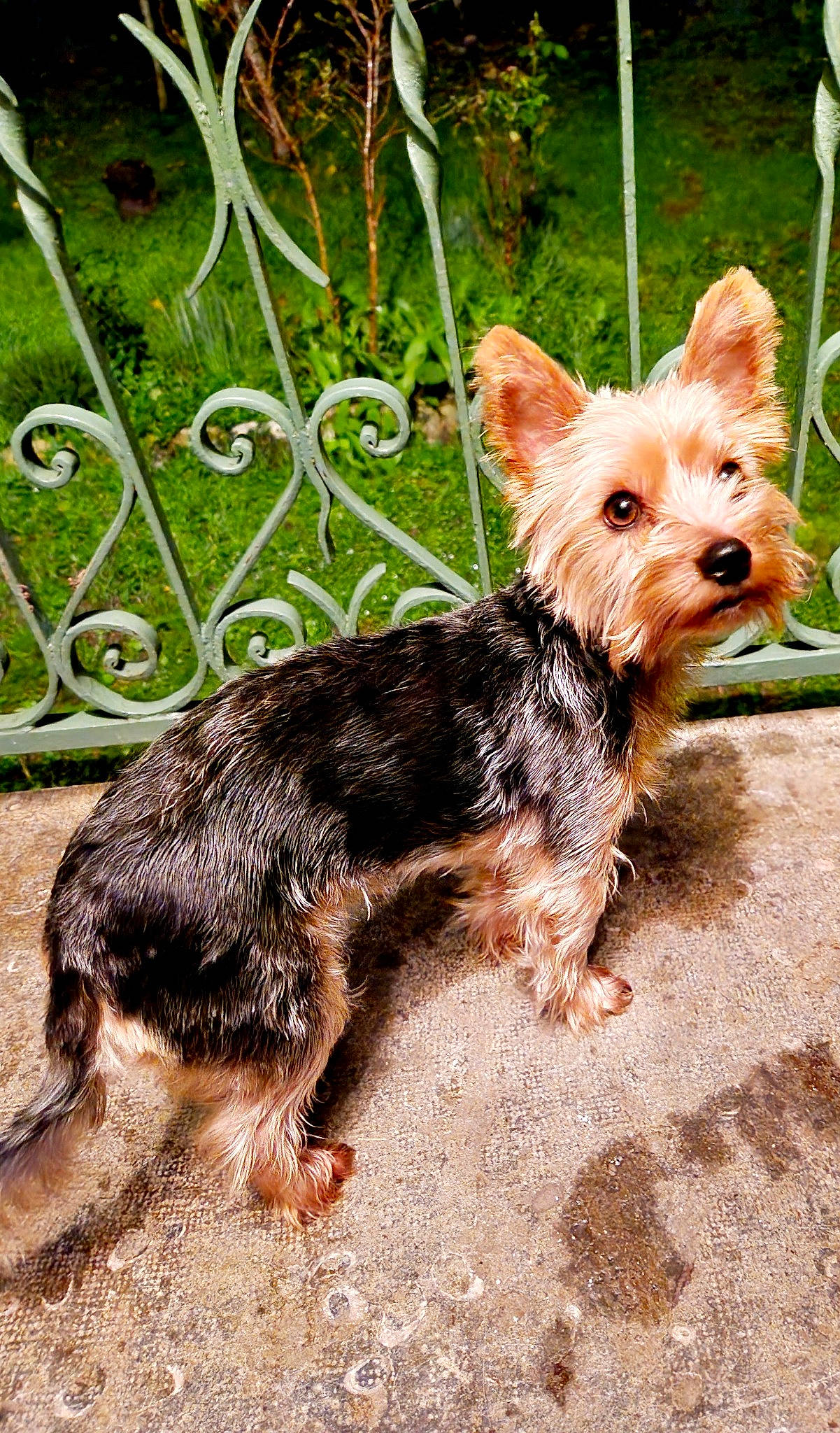 Owenn participe au concours pour gagner de l'argent avec cette photo : canidae, carnivore, companion_dog, dog, dog_breed, dog_supply, fawn, fence, home_fencing, mesh, pet_supply, plant, small_terrier, snout, sporting_group, terrier, toy_dog, wire_fencing, working_animal, yorkshire_terrier