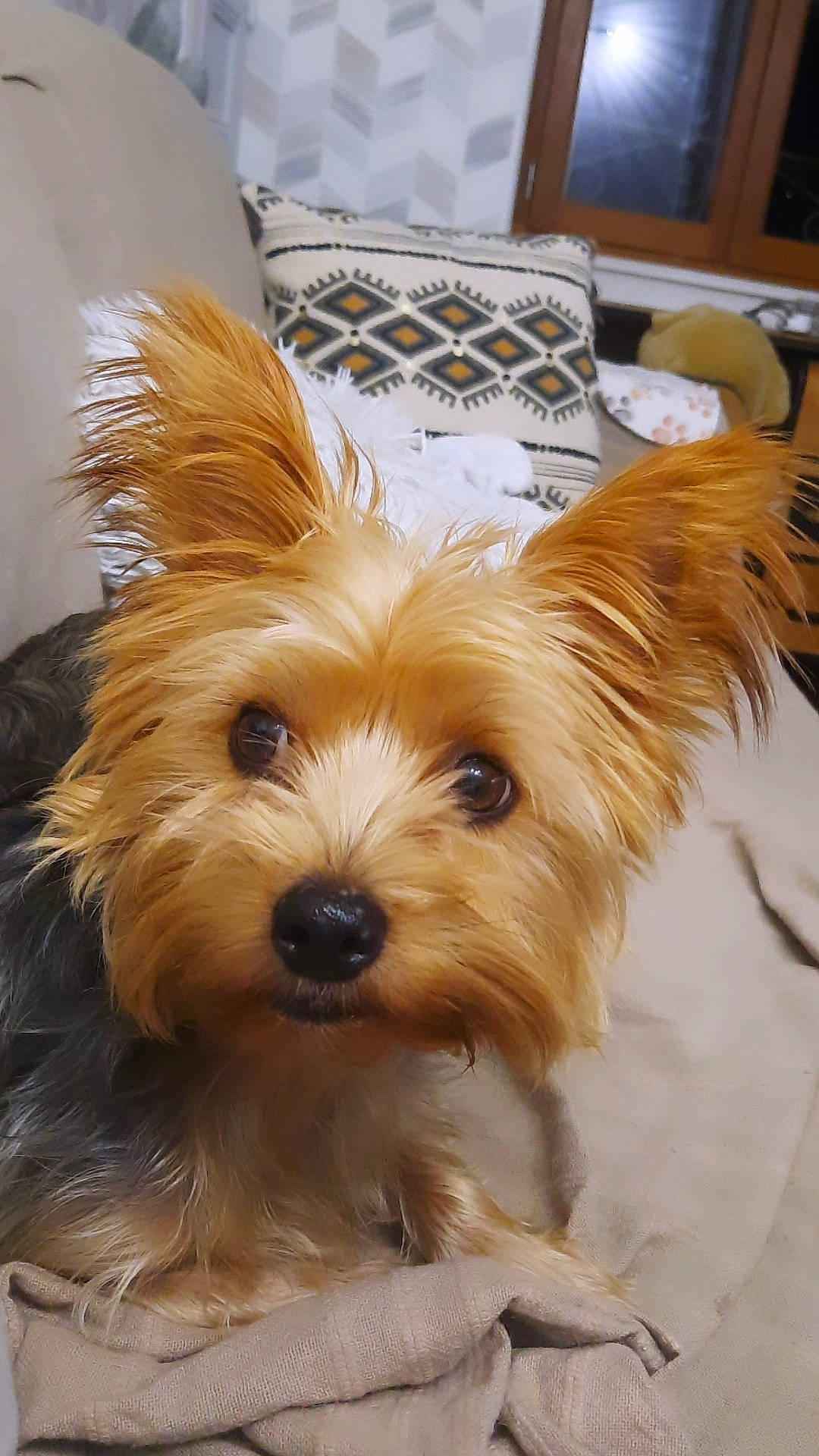 Owenn a rejoint le concours — aidez-le/la à gagner de superbes lots ! biewer_terrier, canidae, carnivore, clock, companion_dog, dog, dog_breed, dog_supply, fur, liver, small_terrier, snout, sporting_group, terrestrial_animal, terrier, toy_dog, water_dog, whiskers, working_animal, yorkipoo