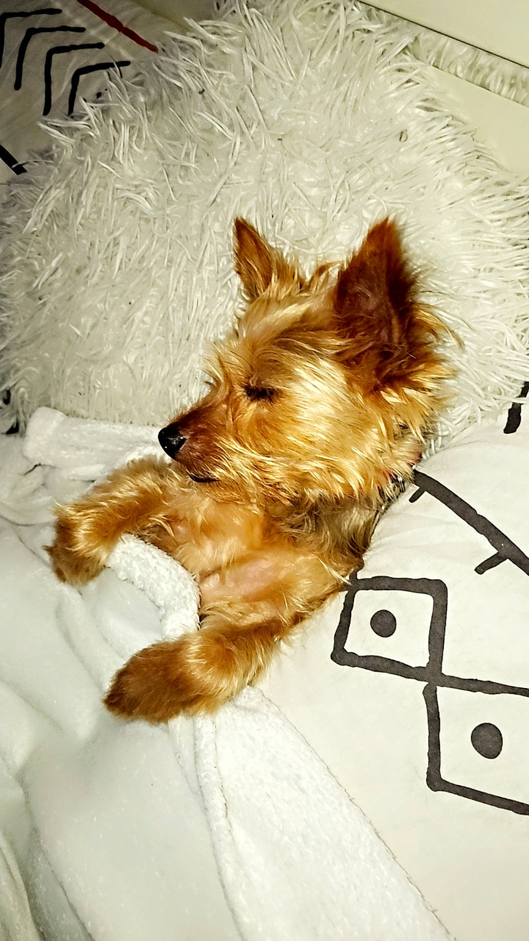 Owenn participe au concours pour gagner de l'argent avec cette photo : biewer_terrier, canidae, carnivore, companion_dog, dog, dog_breed, fawn, fur, irish_terrier, liver, small_terrier, snout, sporting_group, terrier, toy_dog, working_animal, yorkipoo