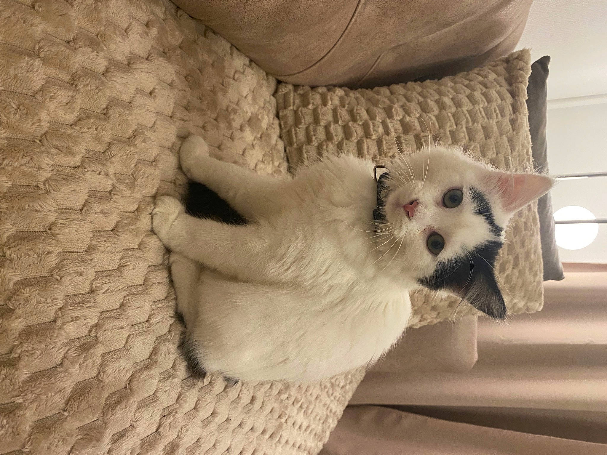 Kitty participe au concours pour gagner de l'argent avec cette photo : carnivore, comfort, companion_dog, couch, dog, dog_breed, dog_supply, fawn, felidae, flooring, fur, linens, pattern, paw, small_to_medium_sized_cats, snout, tail, toy_dog, whiskers, wood