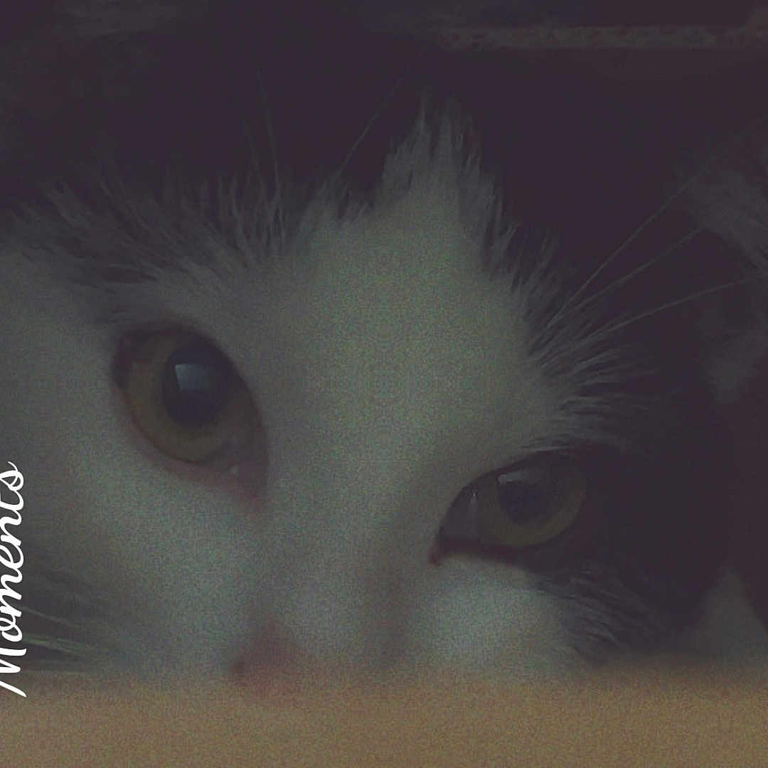 Jasper joined the competition — help win amazing prizes! abyssinian, angora, animal, art, blackcat, bodypart, book, cat, collage, envelope, greetingcard, kitten, mail, manx, mouth, pet, publication, siamese, snout, text