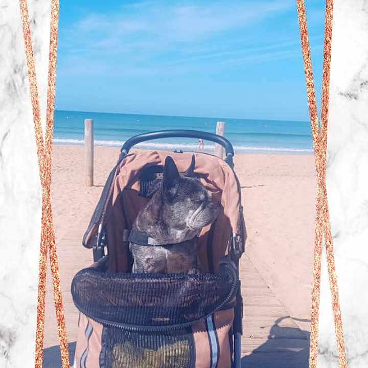 Grazia participe au concours pour gagner de l'argent avec cette photo : animal, basket, beach, canine, coast, dog, face, head, husky, nature, outdoors, person, pet, photography, portrait, puppy, sea, shoreline, summer, water