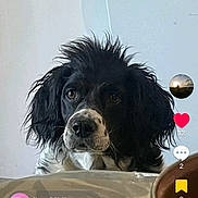 Nina participe au concours pour gagner de l'argent avec cette photo : animal, background, black_and_white, canine, comment, curious, dog, ears, eyes, face, fur, icon, indoor, kitchen_appliance, looking, pet, screenshot, snout, social_media, table
