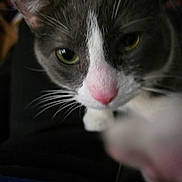 Mcgonagall Meanor is registered to the contest to win money with this photo: cat, close_up, pet, animal, whiskers, pink_nose, gray_fur, white_fur, curious, paw, indoor, fur, face, mammal, eyes, portrait, cute, feline, pet_portrait