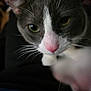 cat, close_up, pet, animal, whiskers, pink_nose, gray_fur, white_fur, curious, paw, indoor, fur, face, mammal, eyes, portrait, cute, feline, pet_portrait