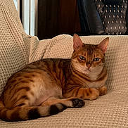 Maggie joined the competition — help win amazing prizes! cat, orange_tabby, couch, indoor, furniture, leather_chair, wood_paneling, relaxed, pet, animal, cozy, resting, home, texture, pattern, domestic, cute, feline, comfort, living_room