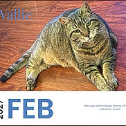Wallie is registered to the contest to win money with this photo: cat, tabby_cat, pet, animal, floor, wooden_floor, calendar, date, february, text, indoor, fur, whiskers, cute, lying_down, looking_up, mammal, domestic_animal, portrait, closeup