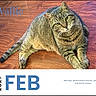 animal, calendar, cat, closeup, cute, date, domestic_animal, february, floor, fur, indoor, looking_up, lying_down, mammal, pet, portrait, tabby_cat, text, whiskers, wooden_floor