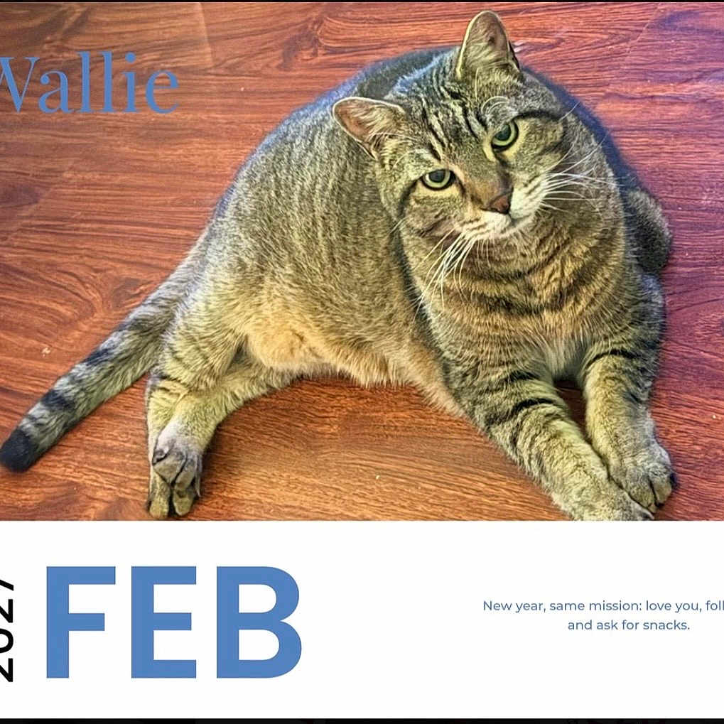 Wallie is registered to the contest to win money with this photo: cat, tabby_cat, pet, animal, floor, wooden_floor, calendar, date, february, text, indoor, fur, whiskers, cute, lying_down, looking_up, mammal, domestic_animal, portrait, closeup