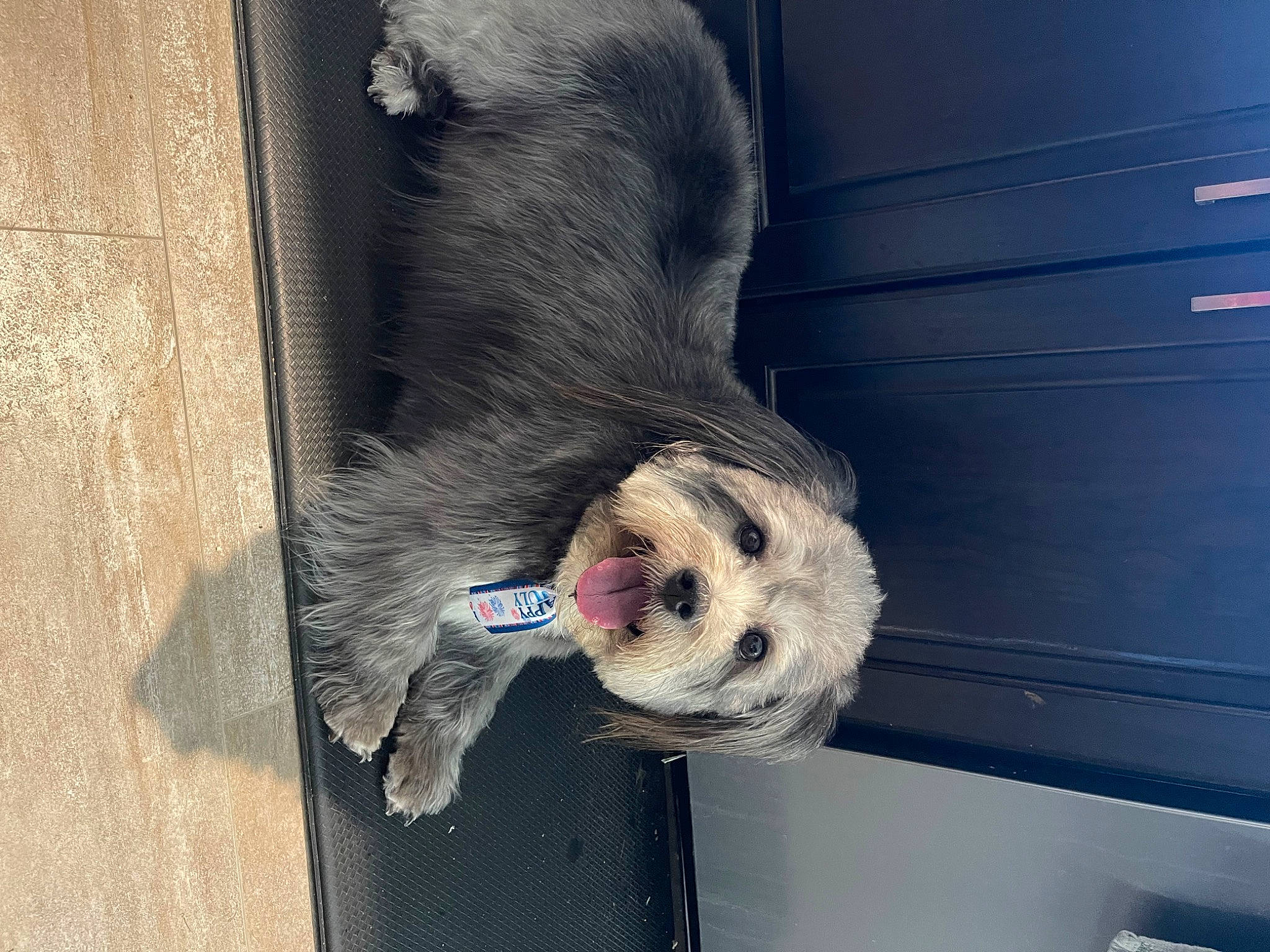 Bert is registered to the contest to win money with this photo: canidae, carnivore, collar, companion_dog, dog, dog_breed, felidae, flooring, foot, fur, liver, natural_material, pet_supply, small_to_medium_sized_cats, snout, sporting_group, tail, whiskers, wood, working_animal