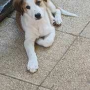 Akira participe au concours pour gagner de l'argent avec cette photo : puppy, dog, brown_and_white, lying_down, floor, tile_floor, curious, pet, young_dog, ears, paw, indoor, blue_wall, peeling_paint, resting, canine, cute, animal, looking_up, small