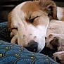 Akira participe au concours pour gagner de l'argent avec cette photo : animal, bedtime, blanket, canine, close_up, cozy, cute, dog, domestic_animal, fur, indoor, napping, paws, peaceful, pet, relaxation, resting, sleeping, snout, soft