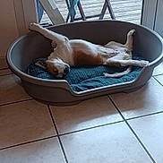 Akira a rejoint le concours — aidez-le/la à gagner de superbes lots ! animal, blanket, brown_and_white_dog, canine, chair, dog, domestic_animal, furniture, glass_door, head, houseplant, indoor, paw, pet_bed, playful, relaxed, resting, stretching, tiled_floor, wooden_deck