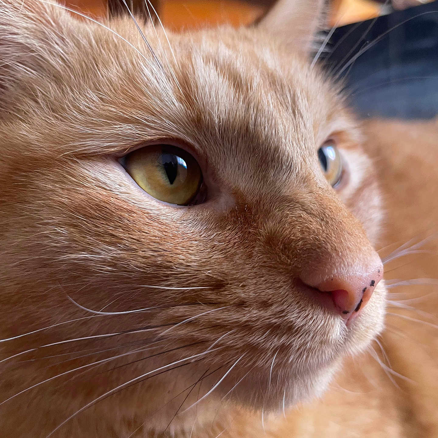 Simba is registered to the contest to win money with this photo: abyssinian, angora, animal, cat, hardwood, kitten, manx, pet, siamese, snout, wood