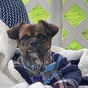 Cocoa Pebbles is registered to the contest to win money with this photo: dog, small_dog, brown_dog, scruffy_dog, portrait, close_up, face, teeth, toothy_grin, floppy_ears, collar, dog_tag, blanket, cushion, chair, outdoor, garden, lawn, lattice, funny_expression