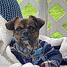 dog, small_dog, brown_dog, scruffy_dog, portrait, close_up, face, teeth, toothy_grin, floppy_ears, collar, dog_tag, blanket, cushion, chair, outdoor, garden, lawn, lattice, funny_expression