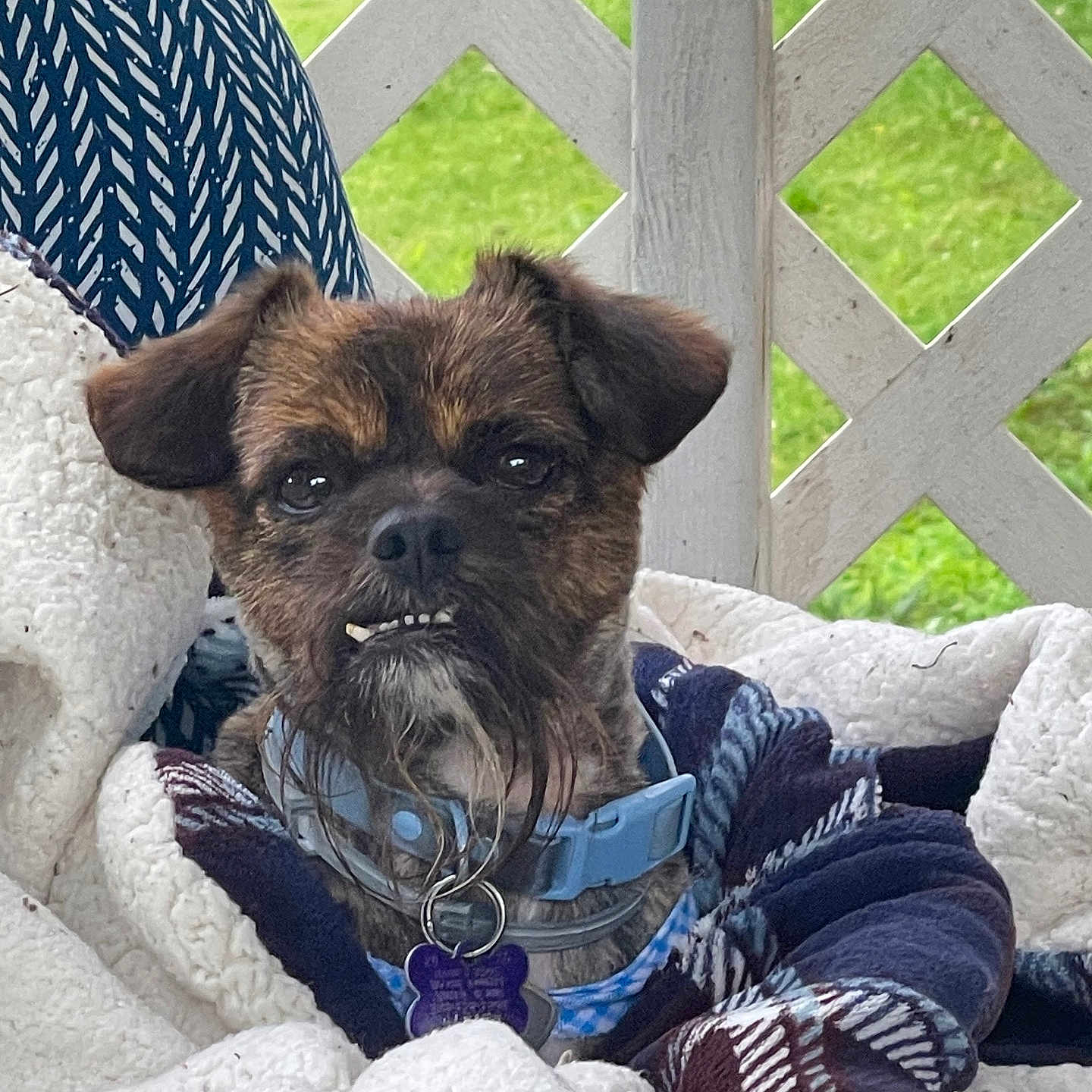 Cocoa Pebbles is registered to the contest to win money with this photo: dog, small_dog, brown_dog, scruffy_dog, portrait, close_up, face, teeth, toothy_grin, floppy_ears, collar, dog_tag, blanket, cushion, chair, outdoor, garden, lawn, lattice, funny_expression