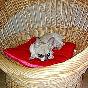 Oscar participe au concours pour gagner de l'argent avec cette photo : dog, chihuahua, pet, cushion, red_cushion, wicker_chair, furniture, indoor, floor, small_dog, resting, cute, animal, ears, looking, home, cozy, relaxing, wooden_floor, woven