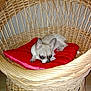 dog, chihuahua, pet, cushion, red_cushion, wicker_chair, furniture, indoor, floor, small_dog, resting, cute, animal, ears, looking, home, cozy, relaxing, wooden_floor, woven