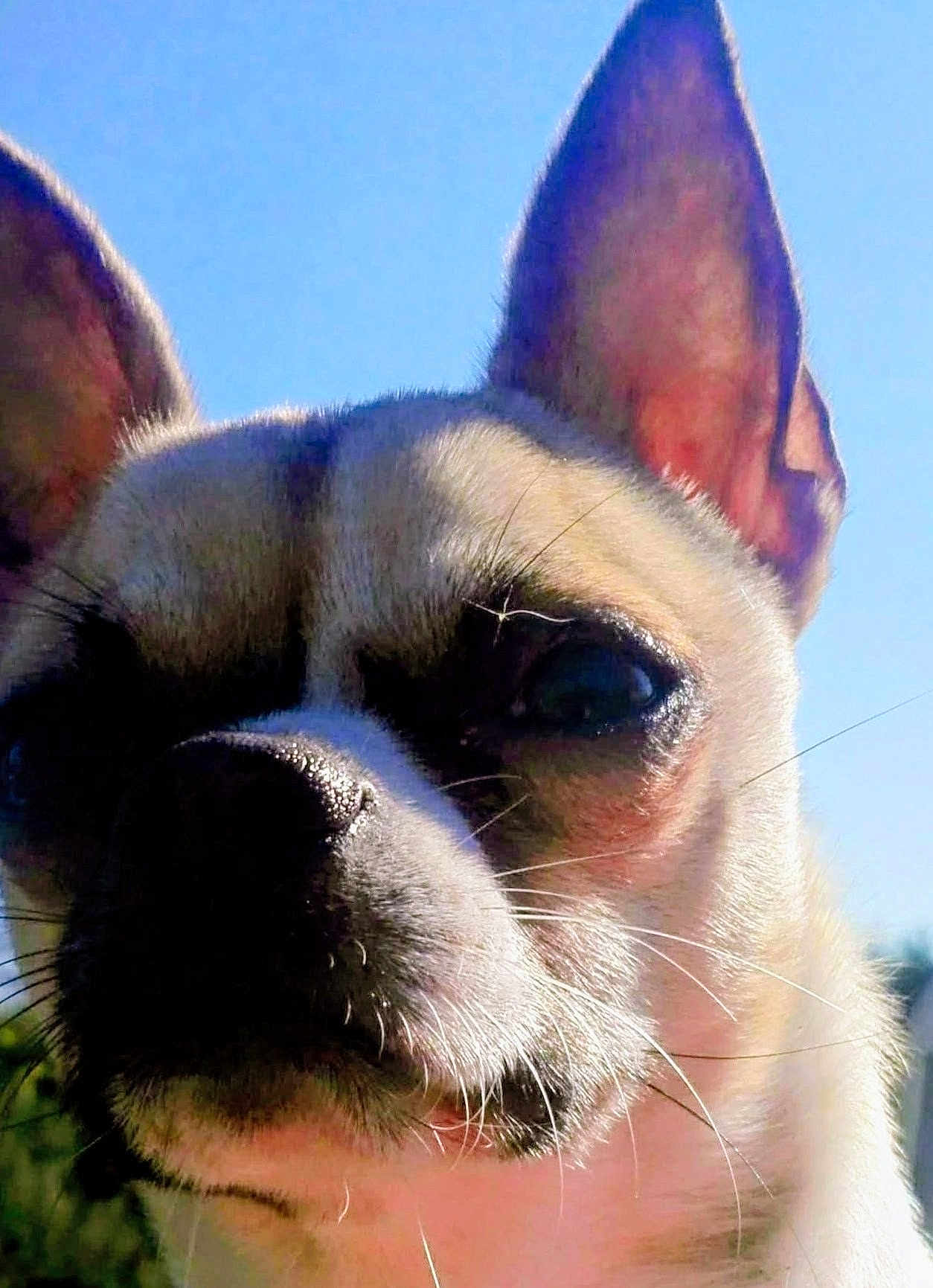 Oscar