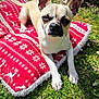 dog, small_dog, tan_dog, white_dog, blanket, red_blanket, snowflake_pattern, reindeer_pattern, grass, outdoor, sunlight, pet, animal, cute, lying_down, relaxed, face, ears, nose, second_dog